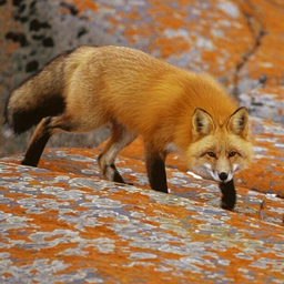 Лисов в ю. Пасть лисы. Лиса сангло/красный мрамор. Футболка с лисами женская. Картинка лисы.