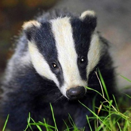 badgerino