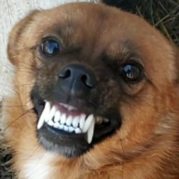 SelverSmile
