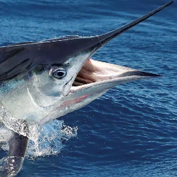 Marlin1986