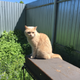 ������ ������������ Saint.Kitten