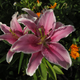 ������ ������������ detaly
