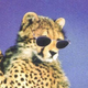 ������ ������������ elguepardo