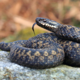 ScottishSnake