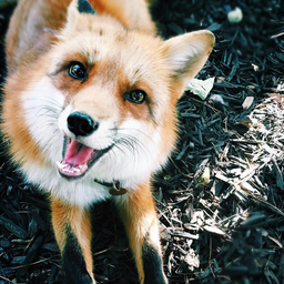 ImpudenFox