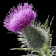 ������ ������������ Thistledown