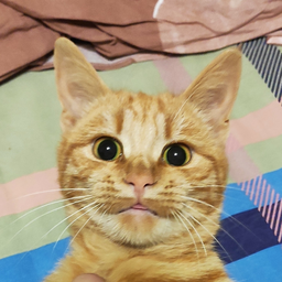 defoxa
