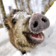 ������ ������������ Vasja.Boar
