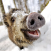 Vasja.Boar