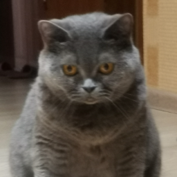 kuravda
