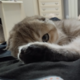 ������ ������������ SvZrEls