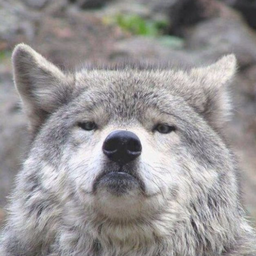 Onevolchok