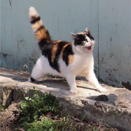 Flammaros