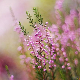calluna814