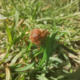 ������ ������������ PaZBird