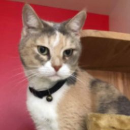 PetsNews