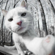 ������ ������������ dimon93dimon