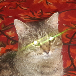 Sarybus88