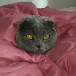MERSkii