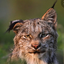 paranoidLynx