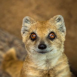 рики тики тави что за зверек. рики тики тави что за зверек. мангуст рикки. мангуст и кобра. рикки тикки тави зверь.