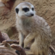   Sad.Meerkat