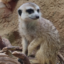 Sad.Meerkat