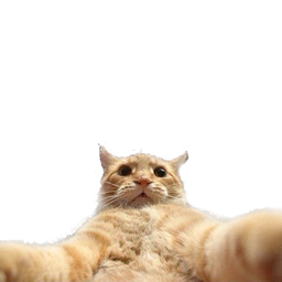 JonyCatswell