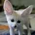 fennecfox1981