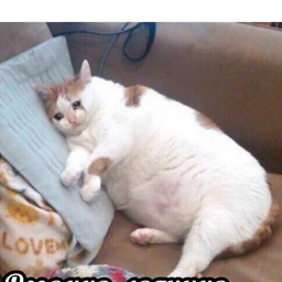 VCEZANYTO