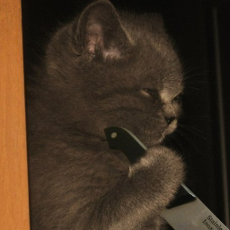 Zombie.Cat