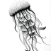 HydraCubozoa