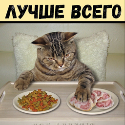 Три кота на мясо. Кошачья еда. Накормить кота. Коты и еда.