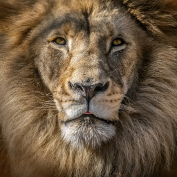 Leo2020