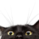������ ������������ AngelVIII