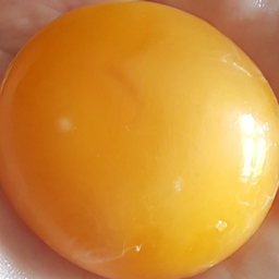 Как определить оплодотворенное яйцо курицы. На желтке белые пятнышки. Желток оплодотворённого яйца. Утиное яйцо оплодотворенное.