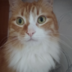 Kittinfoot