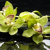 Green4Orchid