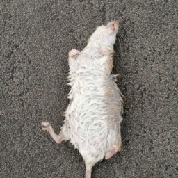 lahatiel