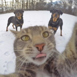 catfrenzy