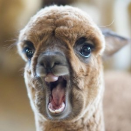 AngryAlpaka