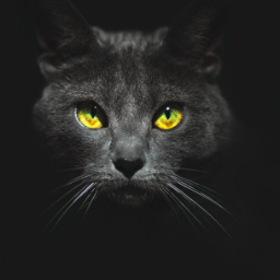 RandyCat