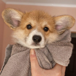 Corgi.Maggie