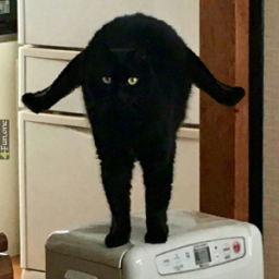 jewishbat
