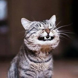 BadCatSimon