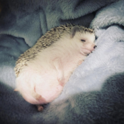 bellyofahedgehog