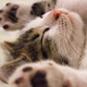 ������ ������������ CatLegion17