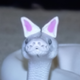 ������ ������������ NekoGecko