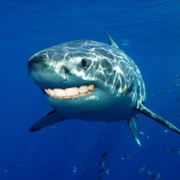 Тигровая акула опасна для человека. Акула. Большая белая акула. Тигровая акула.