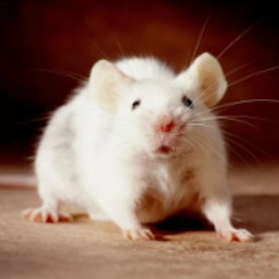 WhiteMouse22